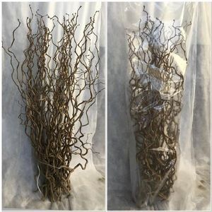BR. CORYLUS AV CONTORTA 2 YR 20